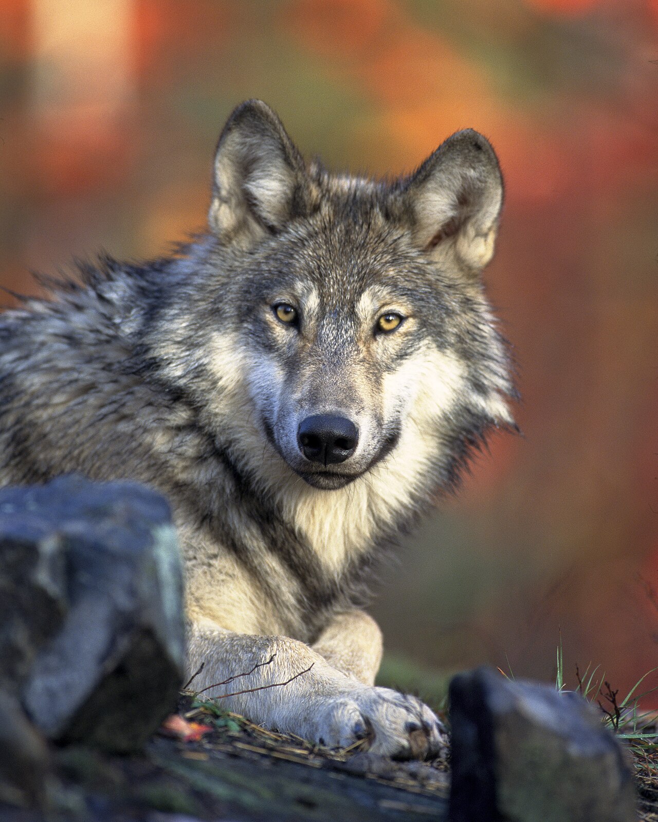 Серый волк в природе